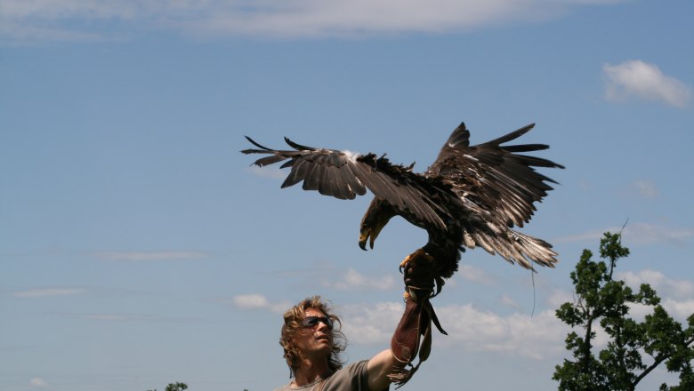Flugvorführung, © topshot.co.at Ein Mann mit Handschuh hält einen Adler, der seine Flügel ausbreitet, vor einem blauen Himmel.