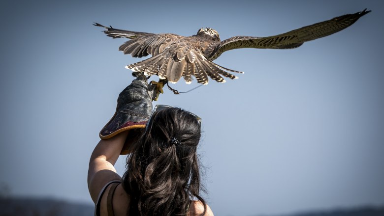 Flugvorführung, © Stefan Lichtenthal Eine Frau hält einen Greifvogel auf ihrem behandschuhten Arm, während der Vogel seine Flügel ausbreitet.