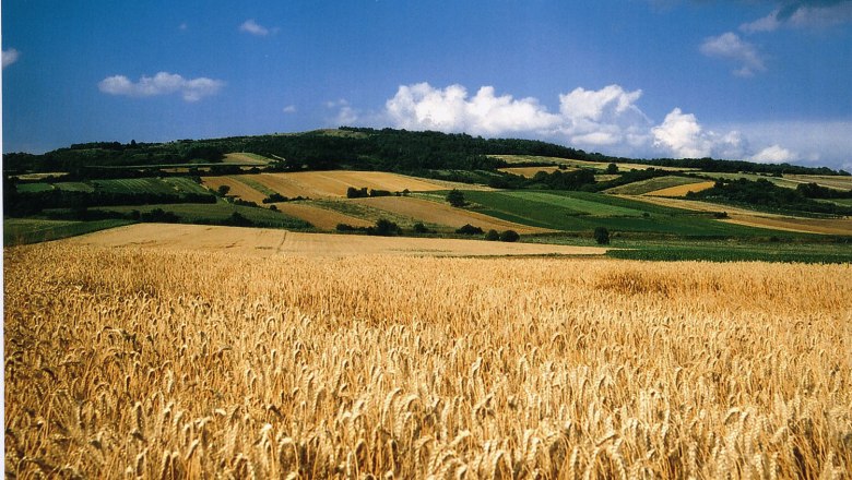 Waschberg, © Gemeinde Leitzersdorf Weizenfeld vor einer hügeligen Landschaft mit blauem Himmel und Wolken.