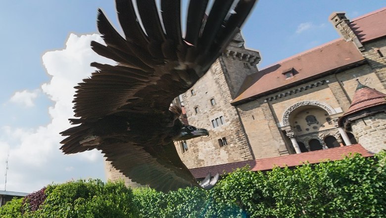 Flugvorführung, © topshot.co.at Ein großer Vogel fliegt nah an einer Burg vorbei, während zwei Personen im Hintergrund stehen.
