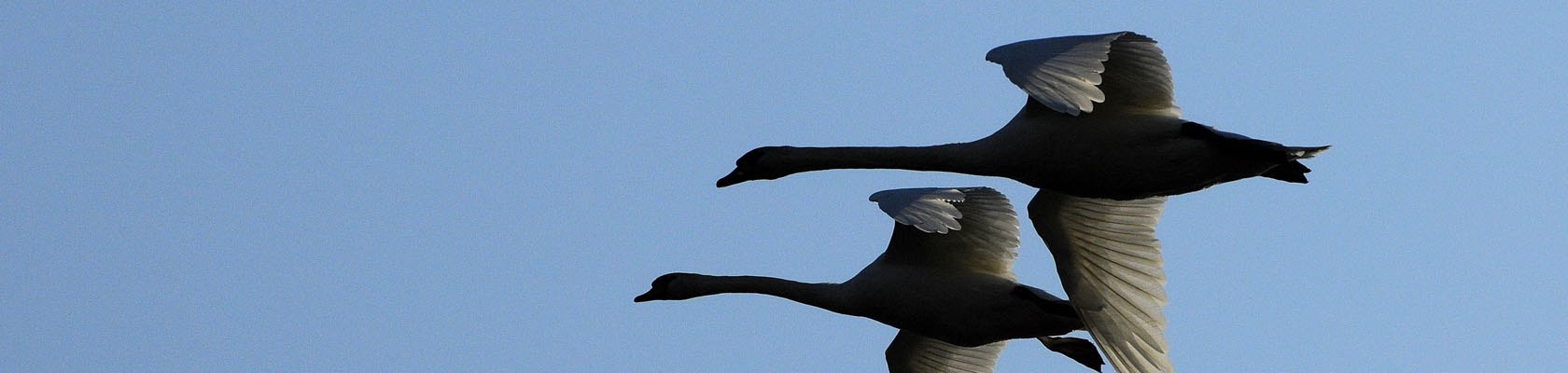 Vögel in der Stockerauer Au, © Weinviertel Tourismus / Mandl