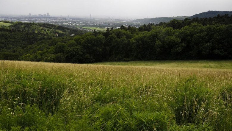 Blick auf eine gr&uuml;ne Wiese mit Wald im Hintergrund und einer Stadt in der Ferne.