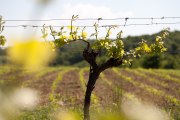 Weinstock im Frühling, © Weinviertel Tourismus / Wurnig