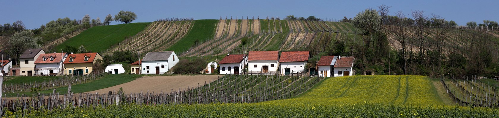 Frühlingshafte Kellergasse Enzersfeld, © Weinviertel Tourismus / Christine Wurnig