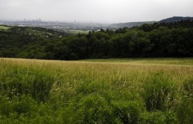 Blick auf eine gr&uuml;ne Wiese mit Wald im Hintergrund und einer Stadt in der Ferne.