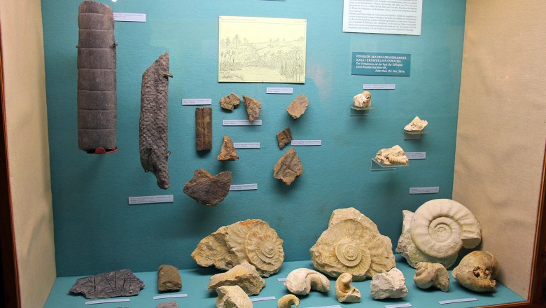 Ausstellung von Fossilien und Pflanzenresten im Bezirksmuseum Stockerau.