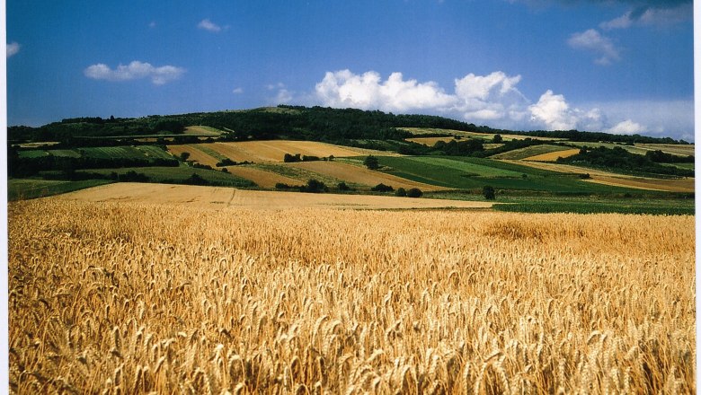 Weizenfeld vor einem H&uuml;gel mit Feldern und blauem Himmel.