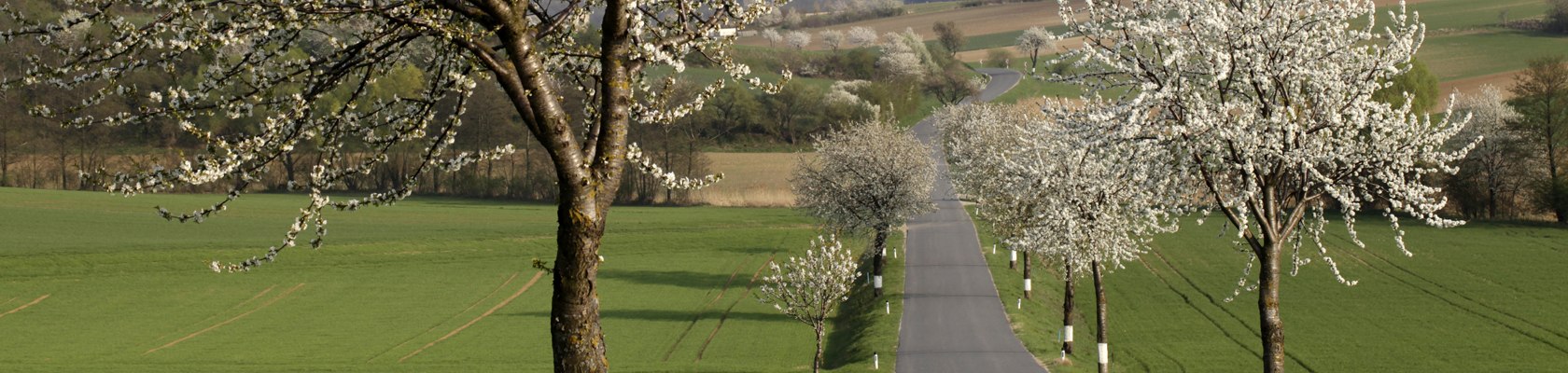 Kirschbaum-Allee, © Weinviertel Tourismus / Wurnig