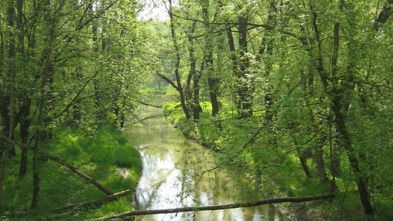 Ein ruhiger Fluss flie&szlig;t durch einen gr&uuml;nen Wald mit hohen B&auml;umen.