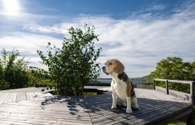 Personal Dog Zone, &copy; Brigitte Gradwohl/Sandra Dorfner-R&ouml;sel