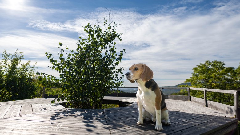 Personal Dog Zone, &copy; Brigitte Gradwohl/Sandra Dorfner-R&ouml;sel
